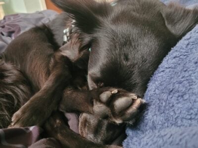 Lovable Binx
