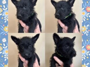Black Female Scottish Terrier Puppy