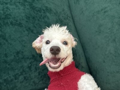 Rare spotted Mini Poodle for Sale
