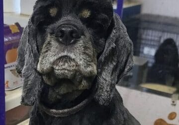 Cocker Spaniel Adult
