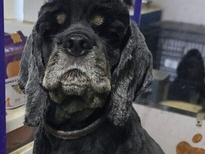 Cocker Spaniel Adult
