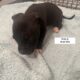 Puppies looking for a good home