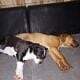 American PitBull Terriers