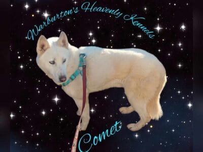 AKC Reg. Siberian Husky For Stud Service Only
