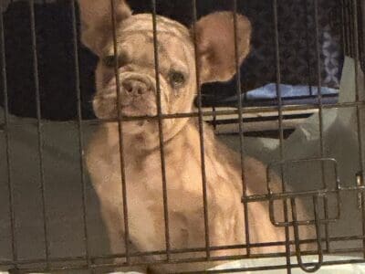 French bull dog