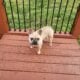 AKC French Bulldog