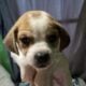 Puppies in need of forever loving homes