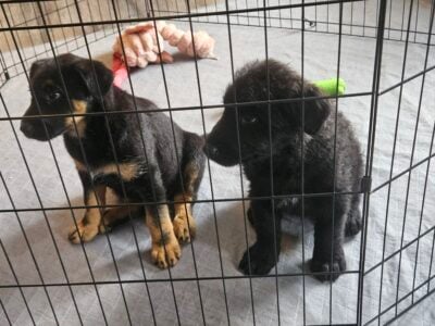 Lovable German Shephard/Golden Doodle puppies