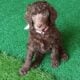 AKC Moyen Standard Poodles