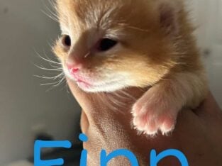 Kittens