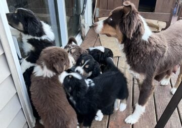 Aussiedoodles