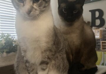 Rehoming Two Sweet Cats Eli & Leo