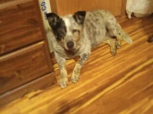 Adult full blooded Blue Heeler. Good dog!