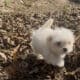 MaltiPoo pup