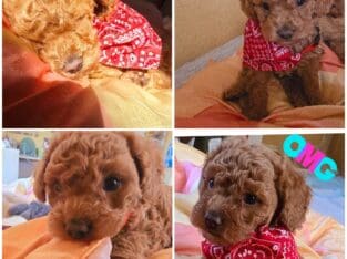 Micro tcup Goldendoodle puppy