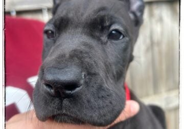Valentina The Great Dane