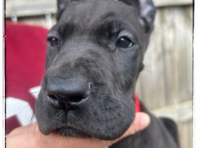 Valentina The Great Dane