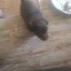 Chiweenie