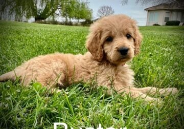 “Buster” Mini Goldendoodle