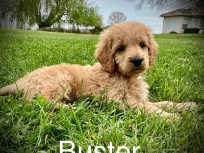 “Buster” Mini Goldendoodle