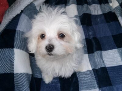 Male and Female Maltese