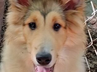 AKC Male Collie Puppy