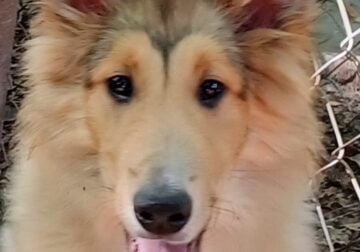 AKC Male Collie Puppy
