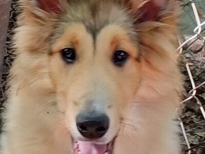 AKC Male Collie Puppy