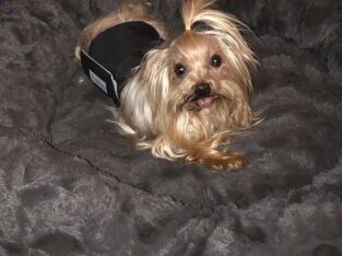 Yorkshire Terrier Adult loving male