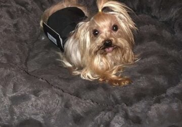 Yorkshire Terrier Adult loving male
