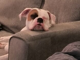 Purebred boxer needs good home