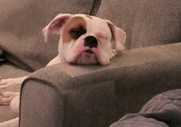 Purebred boxer needs good home