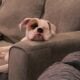 Purebred boxer needs good home