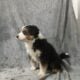 Australian Shepherd (Rocky)