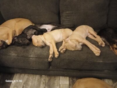 Free puppies