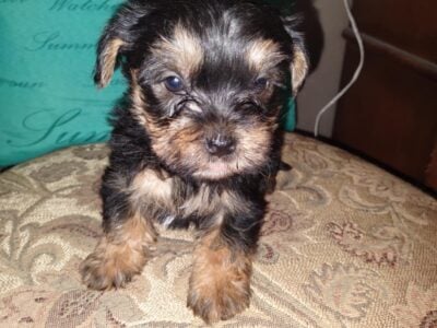 Yorkie