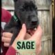 Sage The Great Dane