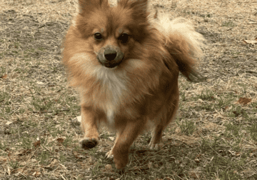Pomchi female