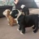 English Bulldog Puppies