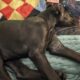 (Nyx) Black Female Doberman Puppy