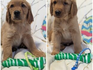 Golden retrievers