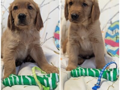 Golden retrievers