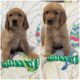 Golden retrievers