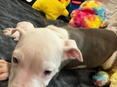 Pits with vaccinates