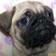 Pug Puppies