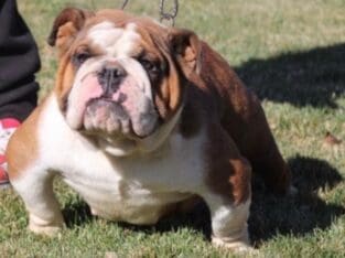 English Bulldog