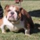 English Bulldog