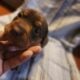 Pitbull/Mini Dashound puppies