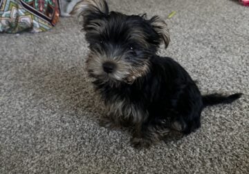Female Yorkshire terrier female puppy
