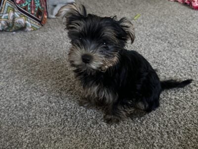 Female Yorkshire terrier female puppy